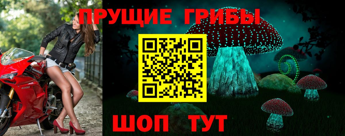 Псилоцибиновые грибы Psilocybe Туймазы